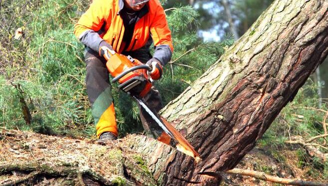 fakivágási engedély Szarvas, fakivagasi engedel szarvas