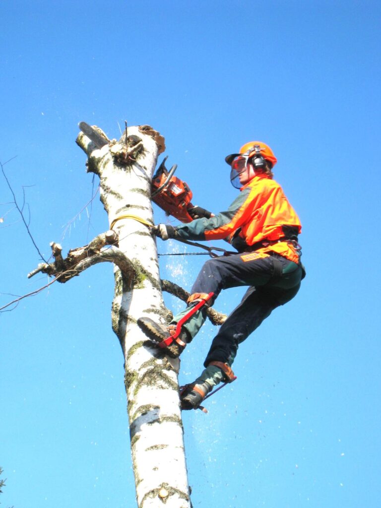 fakivágás Szarvas, fakivagas szarvas