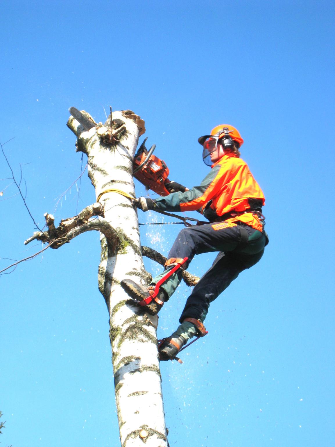 fakivágás Szarvas, fakivagas szarvas