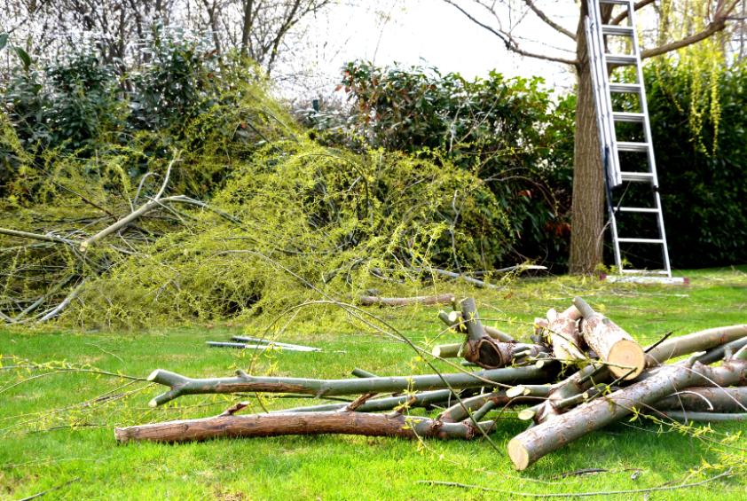 bozótirtás Szarvas, bozotirtas szarvas